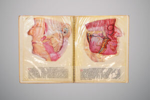Livro aberto com duas ilustrações médicas coloridas da cabeça humana em corte lateral, mostrando músculos, glândulas e estruturas internas com legendas numeradas.